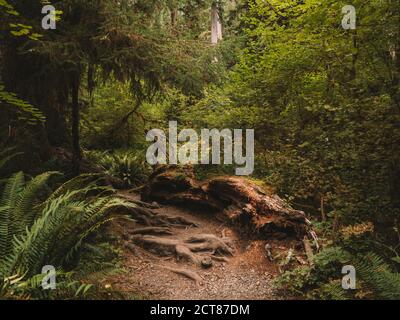 Wandern durch Hoh Rainforest - Olympic National Park Stockfoto