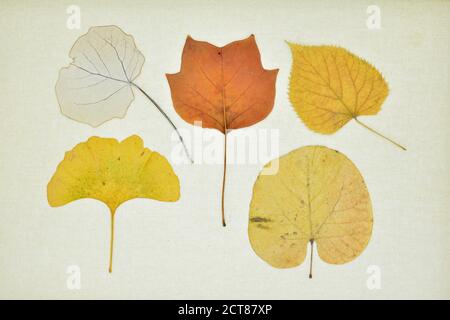 Colección de hojas secas en otoño sobre un lienzo Stockfoto