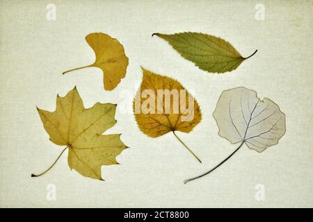 Colección de hojas secas en otoño sobre un lienzo Stockfoto