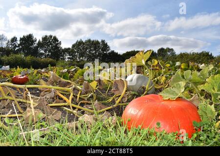 Technisch sind ein Fruchtkürbisse ein Winterkürbis in der Familie Cucurbitaceae jeder Kürbisteil ist essbar die Hautblätter Blumen Zellstoff Samen und Stängel Stockfoto