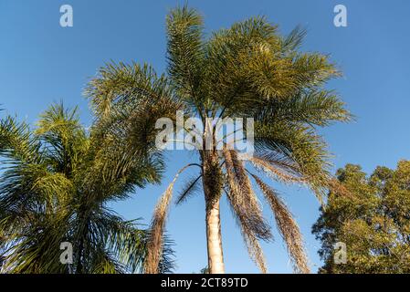 Jerivá Palme und Früchte (Syagrus romanzoffiana). Einheimische Palme des brasilianischen Atlantikwaldes. Pflanze der Familie Palmae. Gelbe, ovale Frucht. Coc Stockfoto