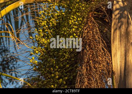 Jerivá Palme und Früchte (Syagrus romanzoffiana). Einheimische Palme des brasilianischen Atlantikwaldes. Pflanze der Familie Palmae. Gelbe, ovale Frucht. Coc Stockfoto