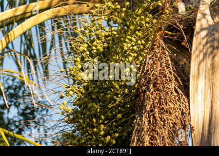 Jerivá Palme und Früchte (Syagrus romanzoffiana). Einheimische Palme des brasilianischen Atlantikwaldes. Pflanze der Familie Palmae. Gelbe, ovale Frucht. Coc Stockfoto