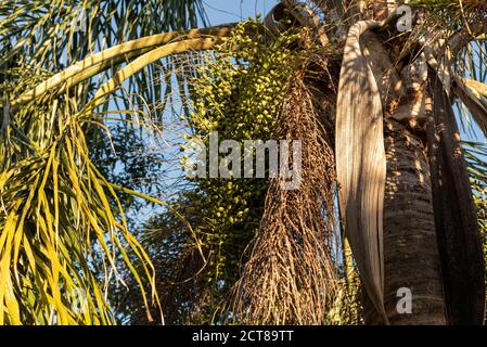 Jerivá Palme und Früchte (Syagrus romanzoffiana). Einheimische Palme des brasilianischen Atlantikwaldes. Pflanze der Familie Palmae. Gelbe, ovale Frucht. Coc Stockfoto