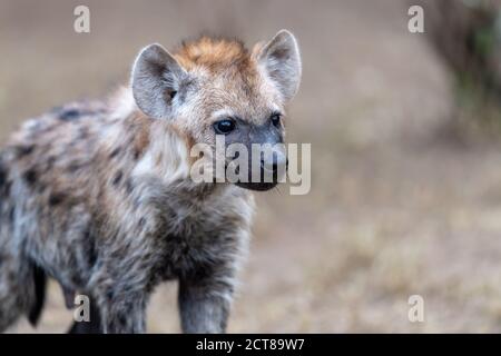 Gefleckte Hyäne (Crocuta crocuta) Welpen in Kenia Stockfoto
