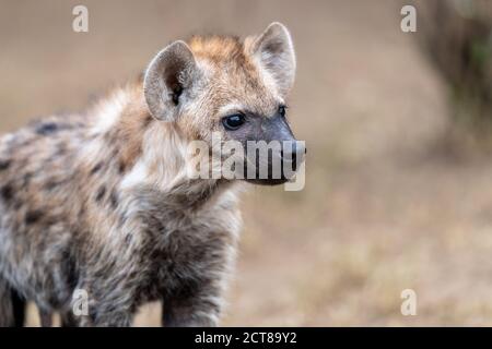 Gefleckte Hyäne (Crocuta crocuta) Welpen in Kenia Stockfoto