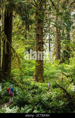 Ein Mann und eine Frau wandern auf dem Hoh River Trail, Hoh Rainforest, Olympic National Park, Washington, USA.
