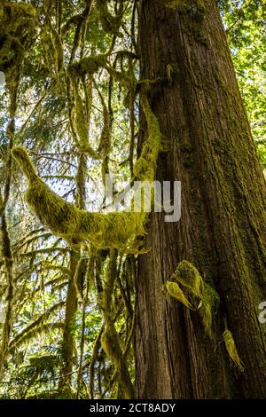 Ein moosbedeckter Western Red Cedar Baum, Hoh Regenwald, Olympic National Park, Washington, USA. Stockfoto