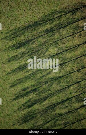 Luftaufnahme von Baumschatten auf Gras Stockfoto