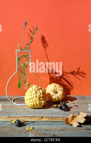 Moderne Herbst-Arrangement mit gelben Kürbissen, Herbst Eichenblätter auf Holztisch mit oranger Wand. Stockfoto