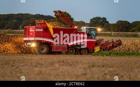 Barum, Deutschland. September 2020. Ein Rübenernter entlädt frisch geerntete Zuckerrüben auf einen Berg im Kreis Uelzen. (Zu dpa "Zuckerrübenernte: Züchter erwarten "gute Durchschnittserträge") Quelle: Philipp Schulze/dpa/Alamy Live News Stockfoto