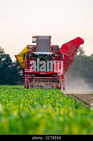 Barum, Deutschland. September 2020. Mit einem Rübenernter erntet ein Landwirt Zuckerrüben auf einem Feld im Landkreis Uelzen. (Zu dpa "Zuckerrübenernte: Bauern erwarten "gute Durchschnittserträge") Quelle: Philipp Schulze/dpa/Alamy Live News Stockfoto