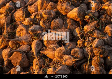 Barum, Deutschland. September 2020. Zuckerrüben liegen auf einem Berg. (Zu dpa "Zuckerrübenernte: Züchter erwarten "gute Durchschnittserträge") Quelle: Philipp Schulze/dpa/Alamy Live News Stockfoto