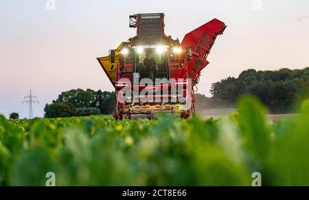 Barum, Deutschland. September 2020. Mit einem Rübenernter erntet ein Landwirt Zuckerrüben auf einem Feld im Landkreis Uelzen. (Zu dpa "Zuckerrübenernte: Bauern erwarten "gute Durchschnittserträge") Quelle: Philipp Schulze/dpa/Alamy Live News Stockfoto