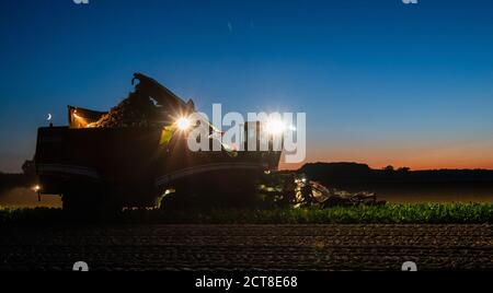 Barum, Deutschland. September 2020. Mit einem Rübenernter erntet ein Landwirt bei Sonnenuntergang auf einem Feld im Kreis Uelzen Zuckerrüben. (Zu dpa "Zuckerrübenernte: Bauern erwarten "gute Durchschnittserträge") Quelle: Philipp Schulze/dpa/Alamy Live News Stockfoto