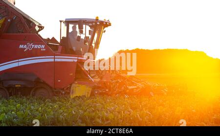 Barum, Deutschland. September 2020. Mit einem Rübenernter erntet ein Landwirt bei Sonnenuntergang auf einem Feld im Kreis Uelzen Zuckerrüben. (Zu dpa "Zuckerrübenernte: Bauern erwarten "gute Durchschnittserträge") Quelle: Philipp Schulze/dpa/Alamy Live News Stockfoto