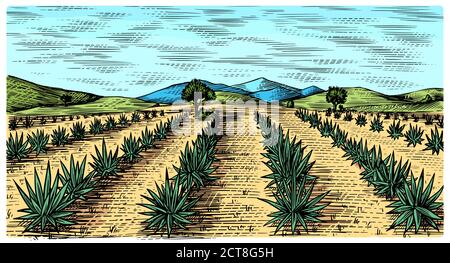 Agave-Feld. Vintage Retro-Landschaft. Ernte für Tequila Herstellung. Eingravierte handgezeichnete Skizze. Holzschnitt. Vektorgrafik für Menü oder Poster Stock Vektor