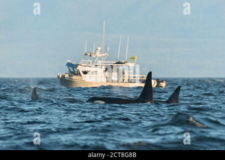 Ein Forschungsschiff folgt dem südlichen Resident Killer Whale J Pod in der Salish Sea vor Vancouver Island, British Columbia, Kanada. J-Pod Orcas haben einen Rückgang in Zahlen und Gesundheit erlitten und werden Teil eines Programms sein, um sie mit Antibiotika zu behandeln, um die kämpfende Hülse zu unterstützen. Stockfoto