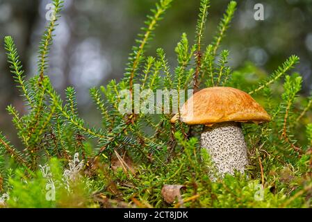Essbare Orangen-Kappenpilze, die in grünem Moos wachsen. Leccinum aurantiacum Pilze im Wald ernten. Essbare Pilze in den nördlichen Wäldern europas. Stockfoto