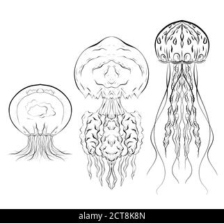 Set von Konturen schwarz-weiß Illustrationen von Quallen. Das Objekt ist vom Hintergrund getrennt. Lineare Illustration für den Druck auf T-Shirts, Stock Vektor