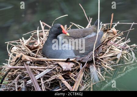 Dusky Moorhen sitzen auf Nest mit Eiern Stockfoto