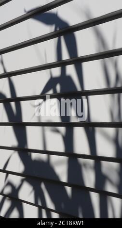 NZ-Flachs (Phormium-Tenax) Wirft starke Blattschatten auf ein frisch bemaltes Wetterbrett Haus Stockfoto