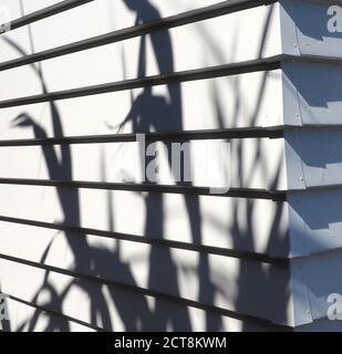 NZ-Flachs (Phormium-Tenax) Wirft starke Blattschatten auf ein frisch bemaltes Wetterbrett Haus Stockfoto