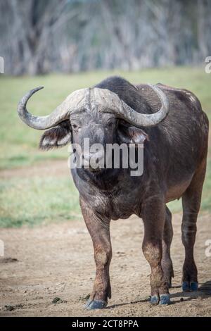 Afrikanische Büffel in Kenia Stockfoto