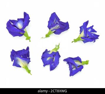 Blick von oben auf die Clitoria ternatea oder Aparajita Blume oder Erbse Pflüger auf weißem Hintergrund isoliert Stockfoto