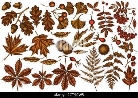 Vektor-Set von Hand gezeichnet farbigen Farn, Hund Rose, Eberesche, Ginkgo, Ahorn, Eiche, Rosskastanie, Kastanie, Weißdorn Stock Vektor