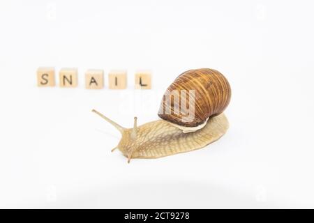 Schöne Traubenschnecke bewegen sich als nächstes Holzwürfel. Auf Würfel geschrieben Wörter SCHNECKE Stockfoto