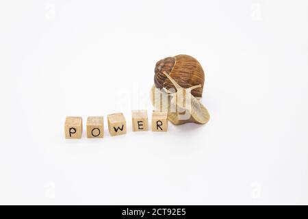 Schöne Traubenschnecke bewegen sich zu Holzwürfeln. Auf Würfel geschriebenes Wort Power Stockfoto