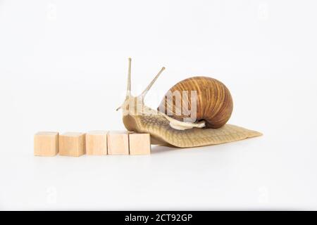 Schöne Traubenschnecke bewegen sich als nächstes Holzwürfel. Stockfoto