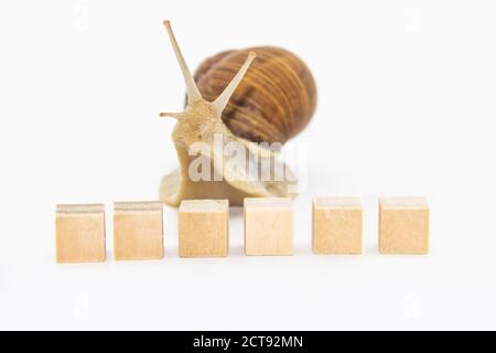 Schöne Traubenschnecke bewegen sich als nächstes Holzwürfel. Stockfoto