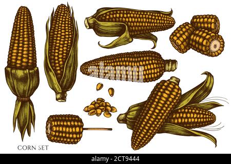 Vektor-Satz von Hand gezeichneten farbigen Mais Stock Illustration Stock Vektor