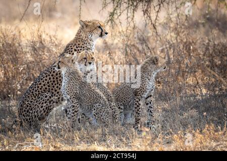 Weibliche Geparden und ihre drei Baby Geparden sitzen wach in Trockener Busch in Tansania Stockfoto