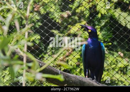 Greater Blue-Eared Starling glitzert wunderschön, wenn die Sonne scheint auf IT Stockfoto