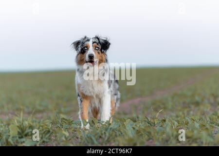 Hund australischen Schäferhund blau Merle vor weißen Hintergrund stehen Geringe Schärfentiefe beim Blick in die Kamera Stockfoto