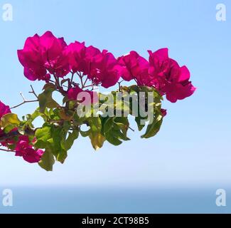 Exotische Bougainvillea Blume. Tropische Pflanze. Rosa helle color.bright Farben der Sommerblumen. Üppige Zweig gegen blauen Himmel. Bougainvillea spectabilis Stockfoto
