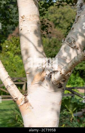 Betula ermanii 'Greydwood Hill' Stockfoto