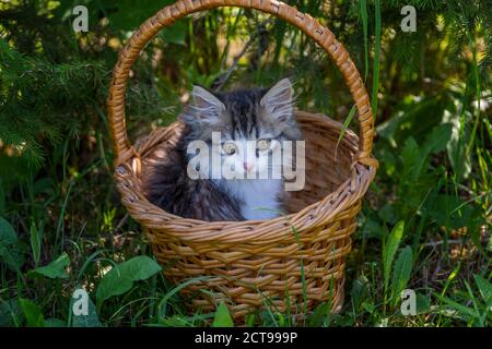 Sibirisches Kätzchen-Portrait im Korb Stockfoto