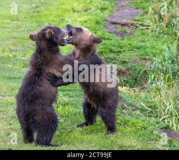 Zwei braune Bärenjungen spielen Stockfoto