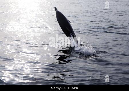 Gemeiner Delphin springt aus dem Meer in der Nähe der Insel Von Mull in den inneren Hebriden von Schottland Stockfoto
