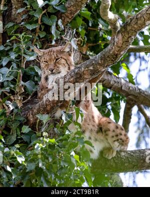 Eurasian Lynx liegt auf einem Zweig in einem Baum entspannend. Porträt mit sichtbarem Gesicht. Stockfoto