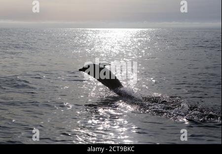 Gemeiner Delphin springt aus dem Meer in der Nähe der Insel Von Mull in den inneren Hebriden von Schottland Stockfoto