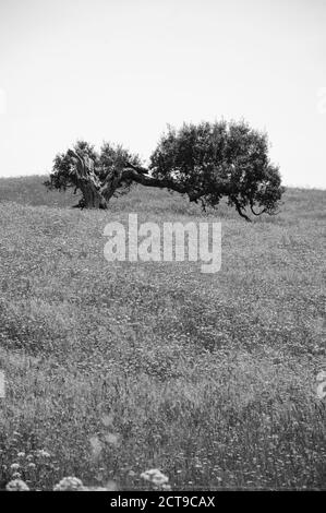 Alte einsame Eiche auf dem Feld mit blühenden wilden Blumen bedeckt. Südlich von Portugal. Lebenszyklus-Konzept. Schwarzweiß-Foto. Stockfoto