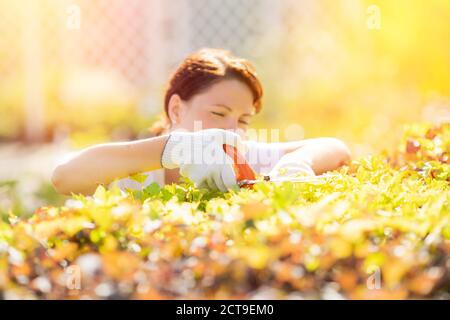 Glückliche Gärtner Frau Arbeiter trimmen Büsche und Sträucher mit Hecke Scheren im Garten ordentlich Stockfoto