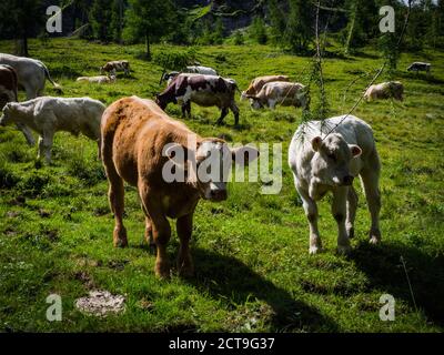 Detail von freundlichen Kühen, die irgendwo auf Wiesen im Nationalpark hohe Tauern in der Nähe der kleinen und schönen Stadt Heiligenblut, Österreich, Europa chillen. Stockfoto