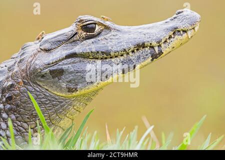 Südamerika, Brasilia, Mato Grosso do Sul, Pantanal, Yacare Brillenkaiman, Caiman Yacare Stockfoto