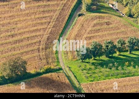 Deutschland, Baden-Wurttemberg, Markdorf, Luftaufnahme von Mais-Feld und Bäume Stockfoto